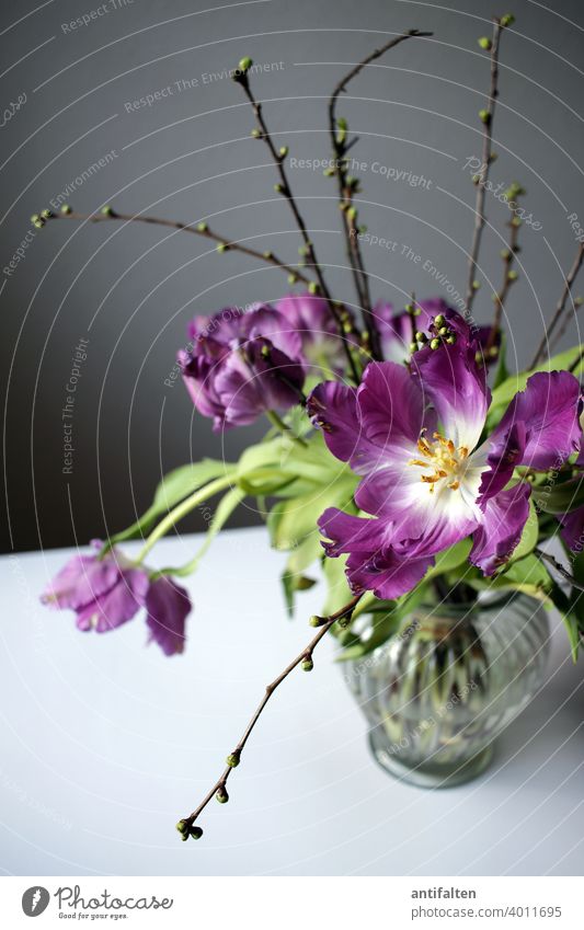 Strüßje Tulpen Blumenstrauß Vase Frühling Blüte Innenaufnahme Pflanze Dekoration & Verzierung Farbfoto Blühend Natur Menschenleer schön Nahaufnahme Blatt Tag