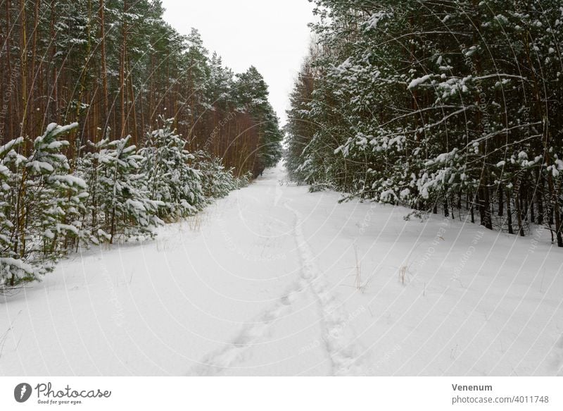 Waldweg in Deutschland im Winter mit viel Schnee, Spuren von Menschen im Schnee Schneise Wälder Baum Bäume Gras Ast Niederlassungen Natur Holzfällerei