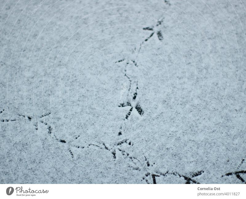 Vogelspuren im Schnee Spuren Winter kalt weiß Frost Außenaufnahme Menschenleer Natur Schneespur Fußspur Farbfoto Tag Schneedecke Fußspuren Wetter gehen