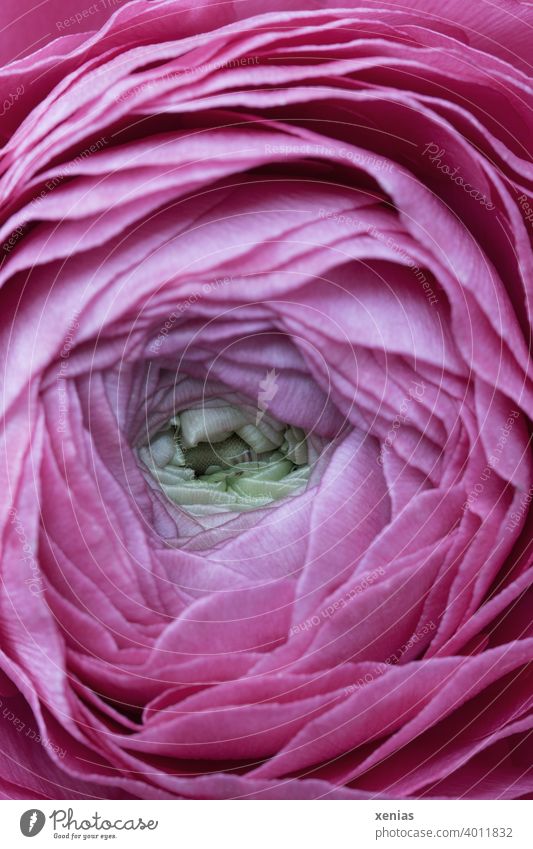 Rosa Ranunkel öffne dich Blütenblatt für Blütenblatt Blume Frühling Blütenblätter rosa Ranunculus Pflanze rund weich Romantik Blühend Nahaufnahme zart