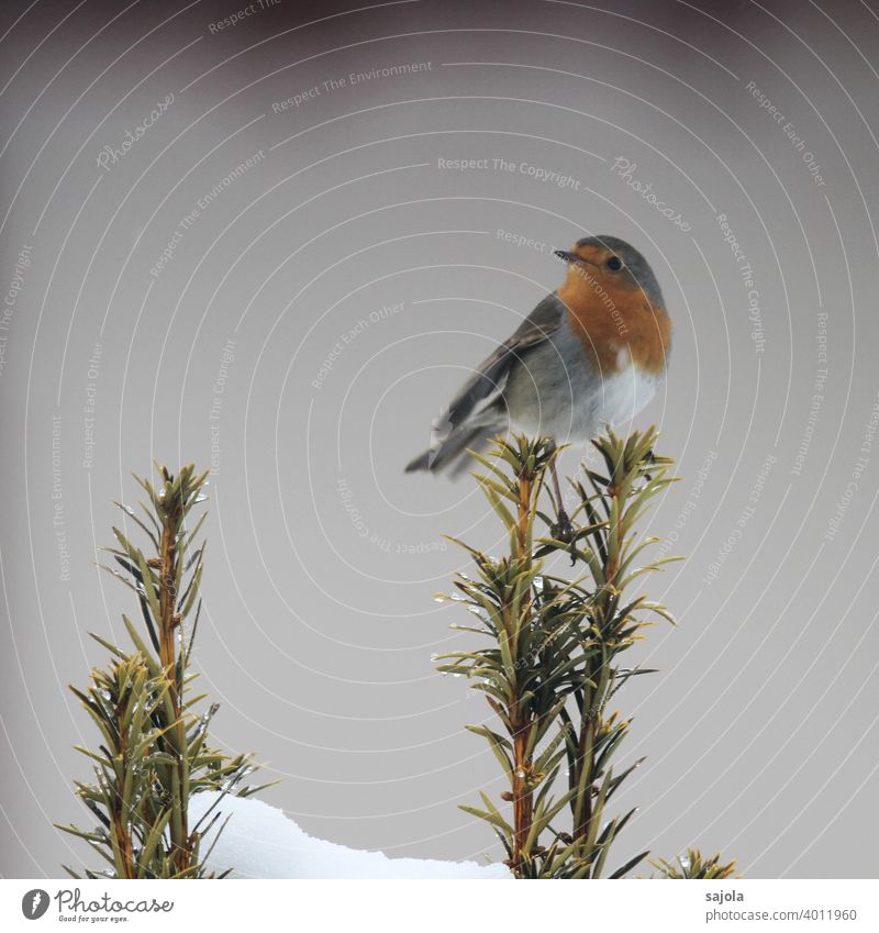Rotkehlchen - Rotbrüstchen Vogel Tier fauna Winter rotbrüstchen sitzen schauen
