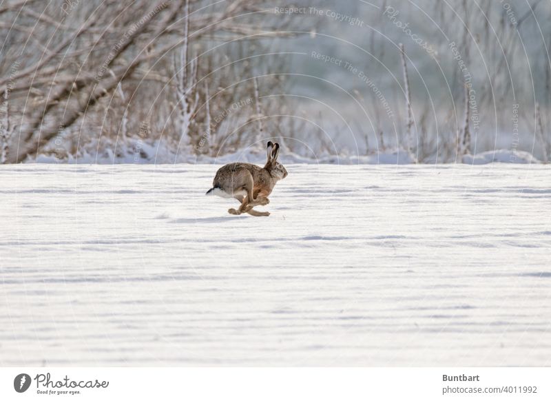 Feldhase im Galopp Hase Säugetier Kleintier laufen rennen Schnee Acker Winter galoppieren flüchten schnell Tier Außenaufnahme Natur Farbfoto Menschenleer