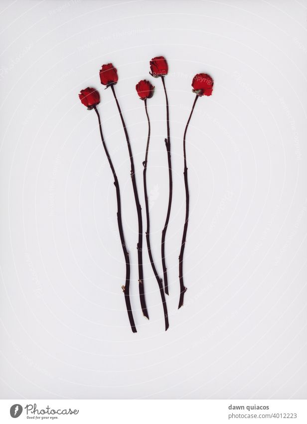 Fünf rote langstielige, dornenlose Rosen, die von Blättern befreit sind fünf Rosen Farbe Blumen geblümt Valentinsgruß romantisch Hochzeit rote Rosen