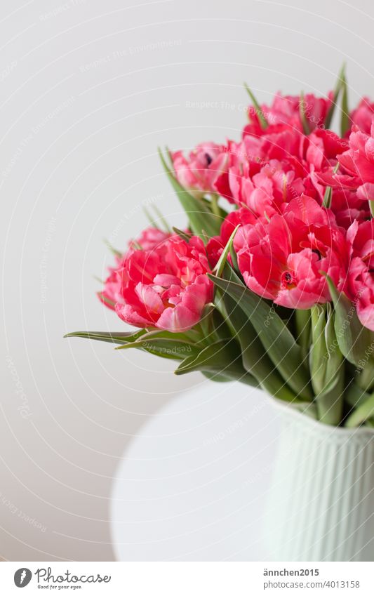 Ein Strauß pinker Tulpen in einer helltürkisen Vase Blumenstrauß Farbfoto Innenaufnahme Frühling Blüte Blühend Dekoration & Verzierung Menschenleer grün rosa