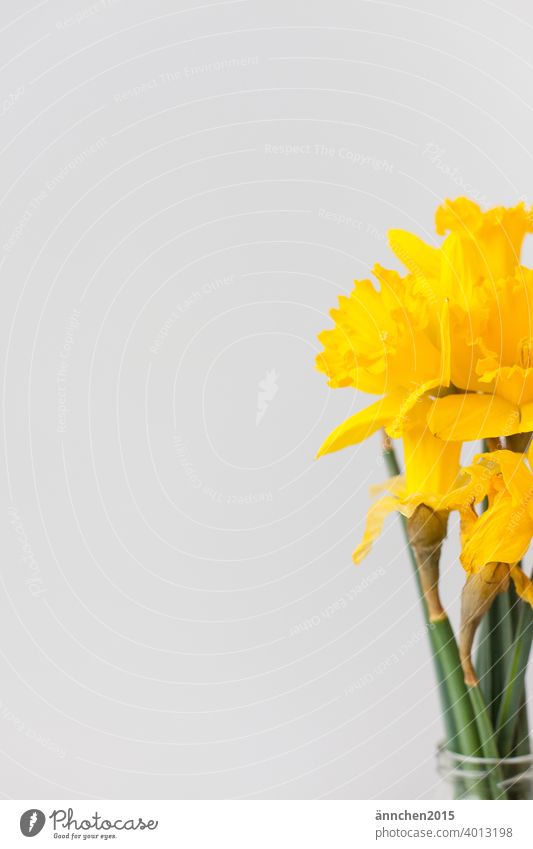 Am rechten Bildrand sieht man einen Strauß mit gelben Narzissen Ostern Frühling Farbfoto Natur Pflanze Feste & Feiern Blatt Blumenstrauß Dekoration & Verzierung