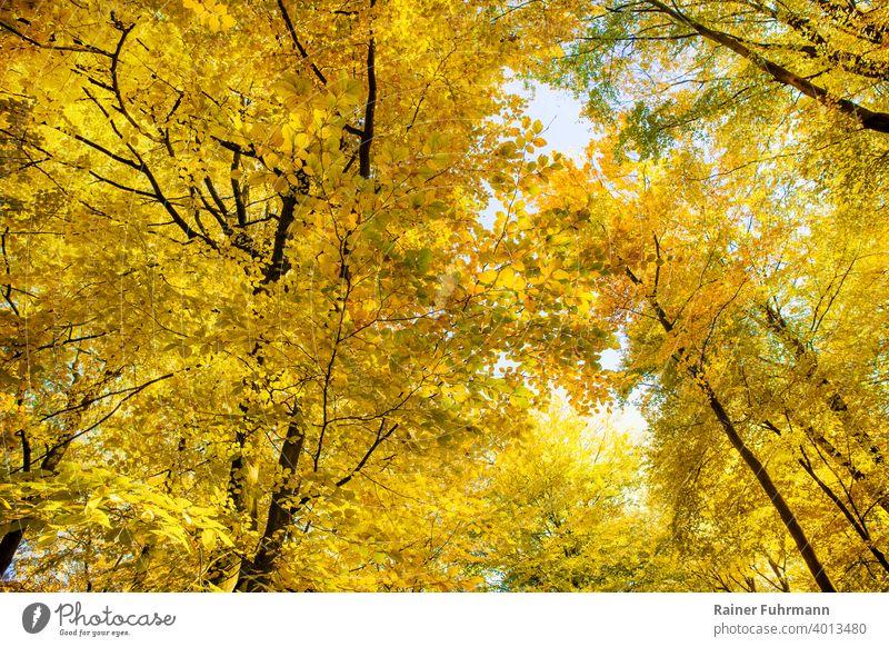 Der goldene Herbst in den Baumkronen alter Buchen Herbstlaub Bäume Wald Sonnenlicht Herbstwald Herbstfärbung Natur herbstlich Menschenleer Umwelt Herbstwetter