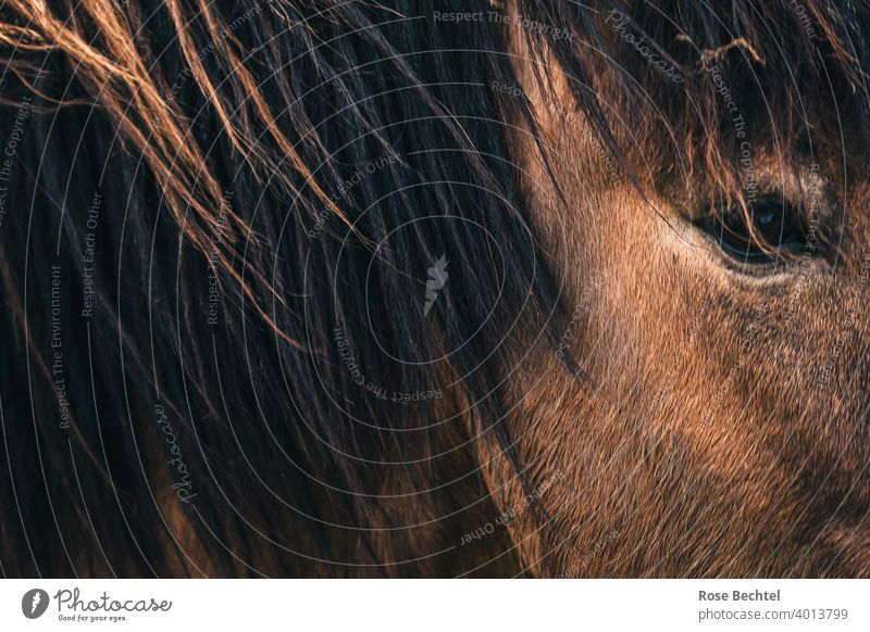 Pferdeblick Pferdeauge Nahaufnahme braun Mähne Auge Tierporträt Blick Pferdekopf Tiergesicht