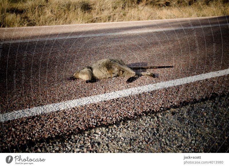 kleines totes Känguru liegt angefahren auf der Straße Känguruh Totes Tier Asphalt Wildtier Australien Tod Fahrbahnmarkierung Fundort Wallaby Opfer Schatten