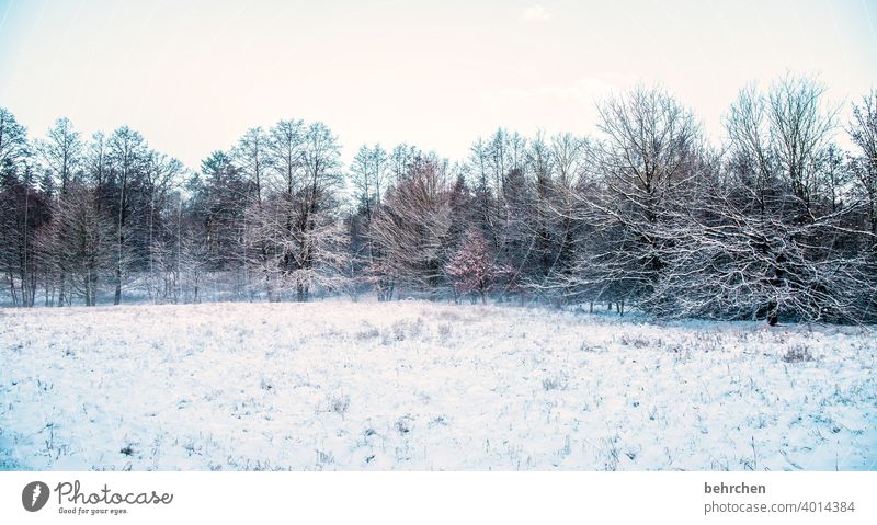 schneeig Farbfoto Winterwald Wintertag Schneedecke geheimnisvoll Nebel idyllisch Winterstimmung verträumt Heimat schön träumen Äste und Zweige Klima traumhaft