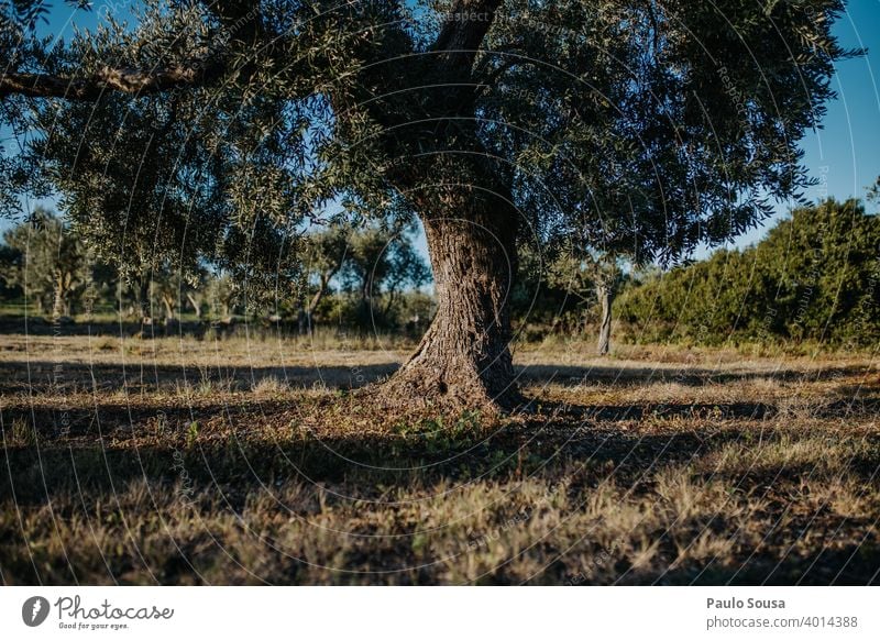 Alter Olivenbaum oliv Olivenöl mediterran Ackerbau Außenaufnahme Natur Tag Olivenhain Menschenleer Umwelt Olivenblatt Pflanze Olivenernte Farbfoto Landschaft