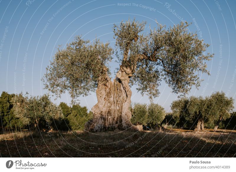 Alter Olivenbaum oliv antik alt Olivenöl Farbfoto Natur Olivenhain Menschenleer Baum Olivenblatt Olivenernte grün Außenaufnahme Portugal mediterran