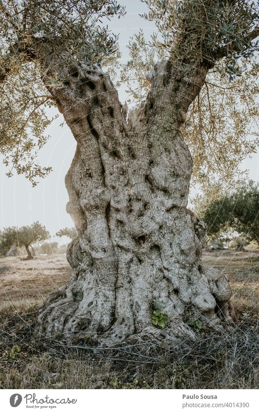 Alter Olivenbaum alter Baum Außenaufnahme oliv Farbfoto Natur Menschenleer Olivenhain Pflanze Umwelt Tag Nutzpflanze mediterran Olivenöl Gedeckte Farben