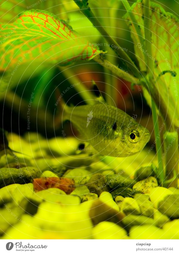 fishe im Aquarium grün Wasser