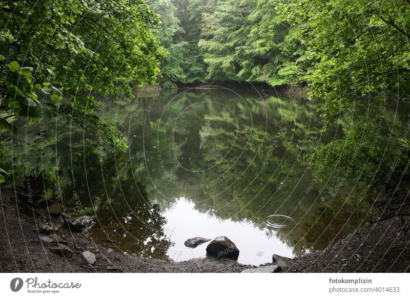 grüner stiller Waldsee mit Spiegelung Spiegelung im Wasser Sommer Reflexion & Spiegelung See ruhig Seeufer Wasseroberfläche Wasserspiegelung Idylle Bäume Stein