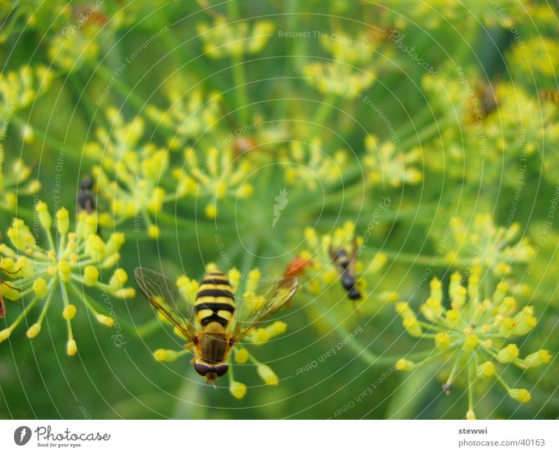 Sandwespe Wespen Biene Blume gelb grün Anhäufung Staubfäden Verkehr Nektar Schwebewespe