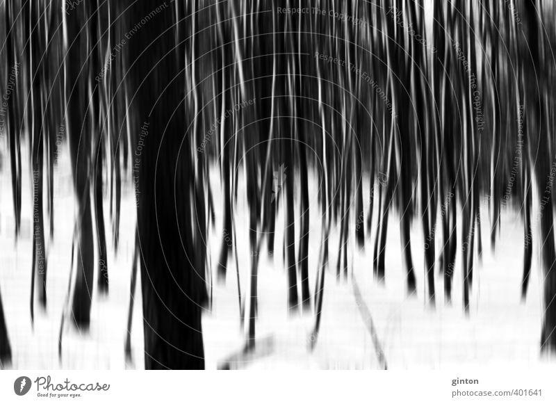 Winterwald abstrakt Umwelt Natur Landschaft Pflanze Urelemente Schnee Baum Wald dunkel hell kalt natürlich schwarz weiß Symmetrie Schwarzweißfoto Außenaufnahme