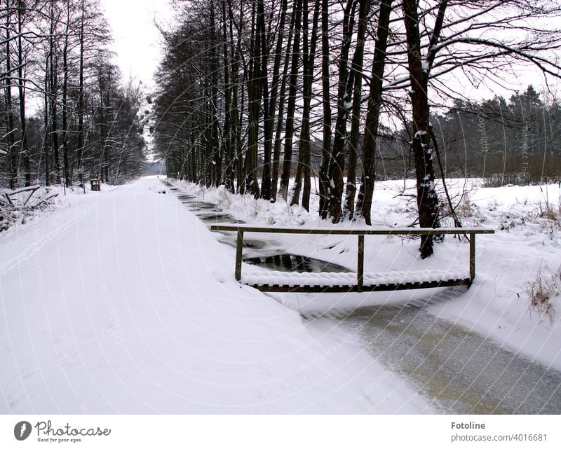 Eingeschneit sind Wege, Bäche, Brücken und Wälder. Winterlandschaft Schnee weiß kalt Natur Landschaft Schneelandschaft Winterstimmung Wintertag Baum Frost