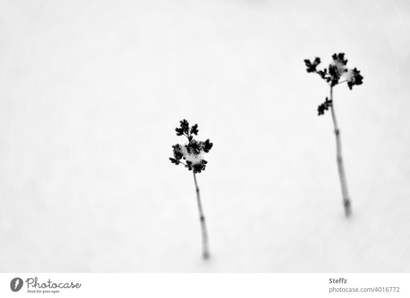 zwei kleine Pflanzen im Schnee Wintereinbruch Kälteeinbruch Winterstille Februar Winterkälte Ruhe Wintertag Schneedecke schneebedeckt trist trostlos kalt Stille