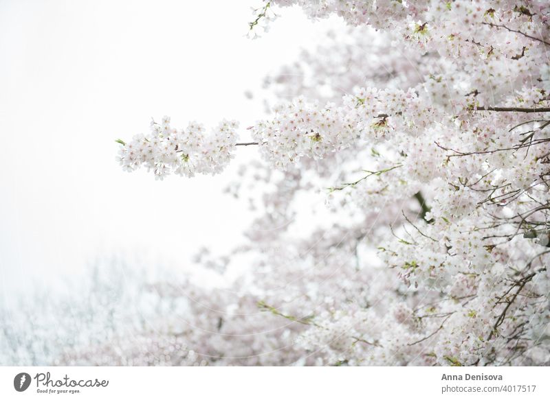 Weiß blühender Kirschbaum während der Frühlingssaison Sakura Blüte Kirsche Baum Hintergrund Blume rosa Natur weiß Garten Saison Überstrahlung vereinzelt Park