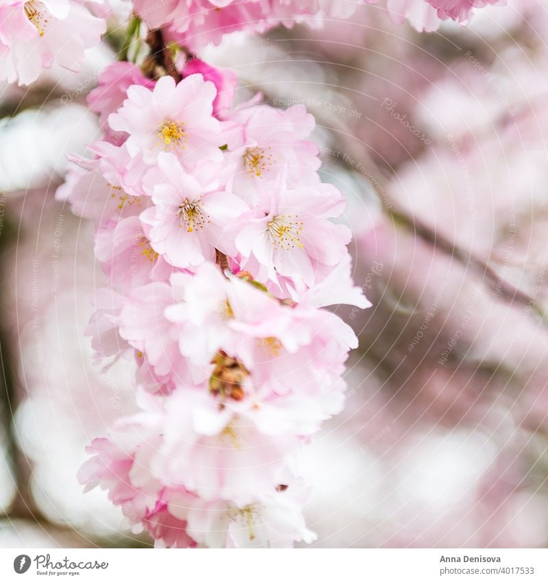 Nahaufnahme von rosa Blüte Kirschbaum Zweig, Sakura Blumen Kirsche Baum Frühling Hintergrund Natur weiß Garten Saison Überstrahlung vereinzelt Park Ast geblümt