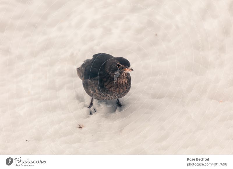 Amselfrau im Schnee Amselweibchen Turdus merula Vogel Tier Natur Außenaufnahme Farbfoto Wildtier Tierporträt Blick in die Kamera Menschenleer