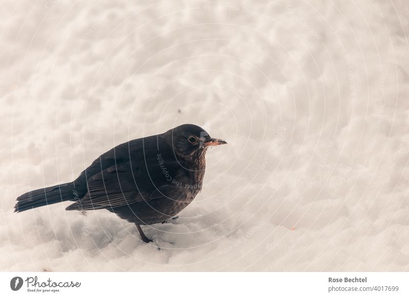 Amselfrau im Schnee Amselweibchen Turdus merula Vogel Tier Natur Außenaufnahme Farbfoto Wildtier Tierporträt Menschenleer