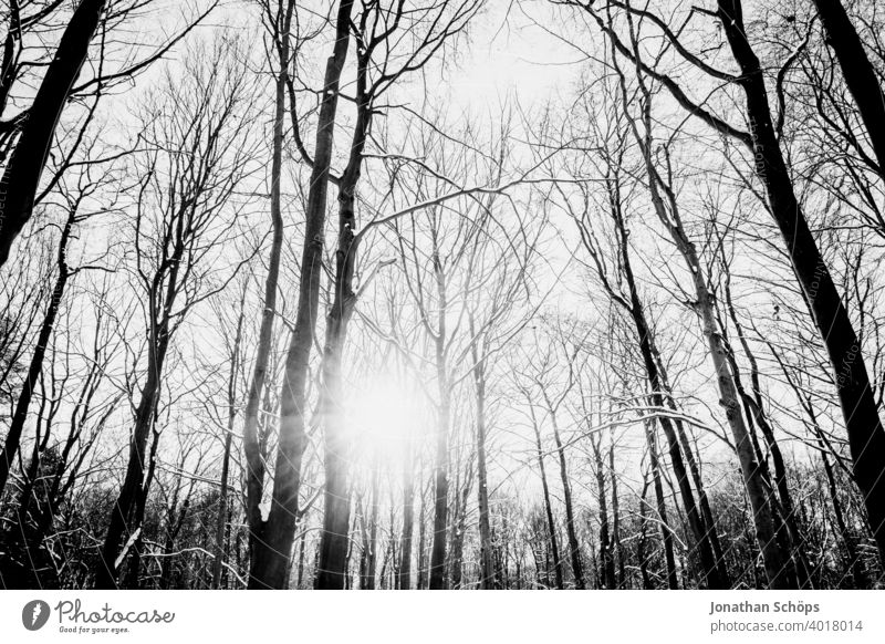 Winterwald mit Sonne schwarzweiß Weitwinkel Froschperspektive Bäume Februar Gegenlicht Himmel Jahreszeit Schnee Wald kalt nach oben sonne weitwinkel Natur Baum