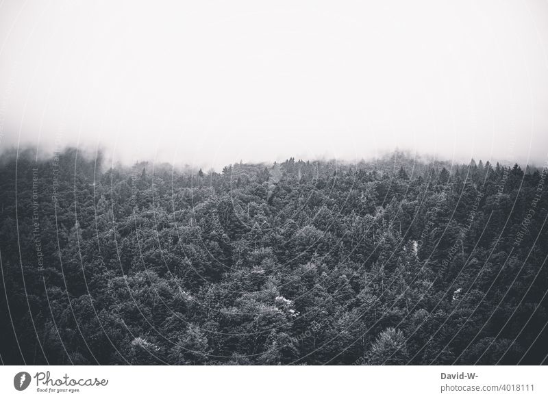 Wald verschwindet im Nebel dunkel verschlucken Nebelschleier Nebelbank düster gruselig Bäume Nebelwald Landschaft Nebelwand