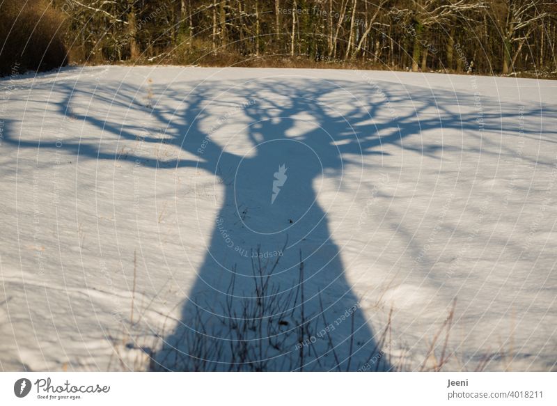 Eine uralte große Eiche am Wegesrand wirft einen riesigen Schatten auf das schneebedeckte Feld im Sonnenschein Baum Baumstamm Baumkrone Feldrand Wald