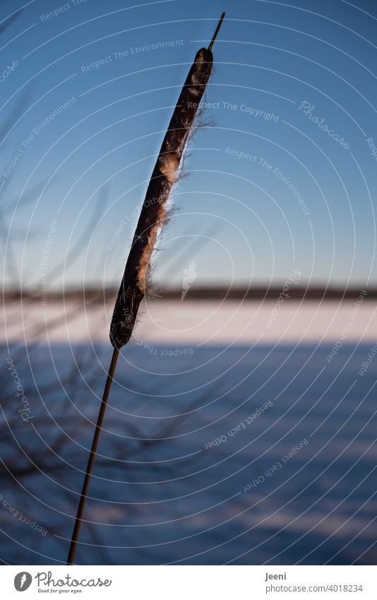 Einzeln stehender Rohrkolben am Ufer des zugefrorenen Sees | blauer Himmel an einem kalten Wintertag Rohrkolbenpflanze Schilfrohr Röhricht Schilfgras Schnee Eis