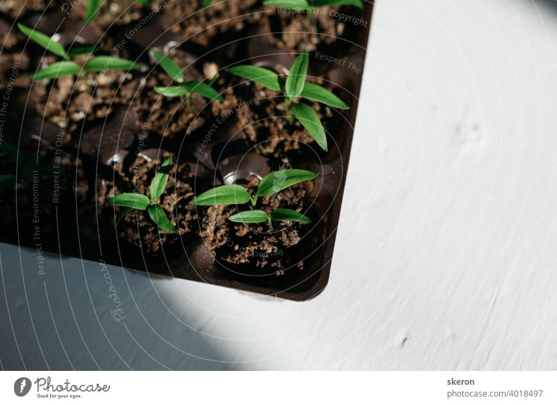 Pflanzenwachstum auf dem Boden. Frühe Sämlinge, die aus Samen in Kästen zu Hause auf der Fensterbank gezogen werden. Das Konzept der Vorbereitung auf die Pflanzsaison in der Landwirtschaft. Tomatensämlinge auf der Fensterbank.