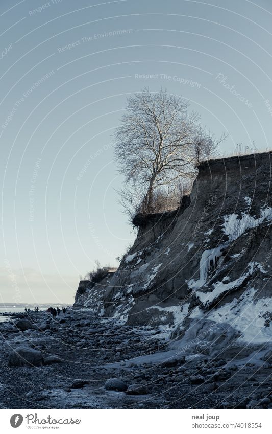 Blick entlang einer Steilküste an deren Klippe ein einzelner Baum steht Außenaufnahme Natur Landschaft Küste Meer Ostsee Zentralperspektive Winter Eis Kontrast