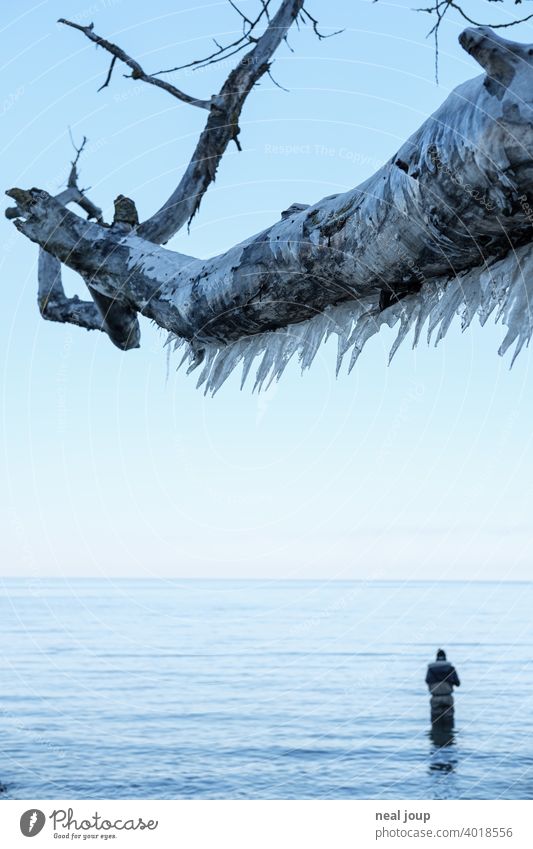 Dicker Ast voller Eiszapfen ragt über die stille winterliche Ostsee in der ein Angler sein Glück versucht Außenaufnahme Natur Landschaft Küste Meer Steilküste