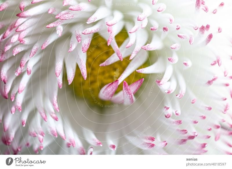 Makroaufnahme: Weißes Gänseblümchen mit rosa Spitzen öffnet sich Blütenblatt weiß gelb Blume Pflanze Gartenpflanze Frühling Sommer Blühend Blütenblätter Bellis