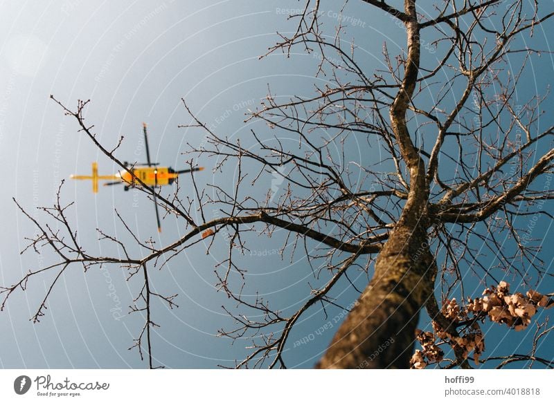 Hubschrauber und Baum - die Rettung kommt Rettungshubschrauber kahle Bäume kahler Baum Notfall Notfallalarm fliegen Winter blau Umwelt Luftverkehr Himmel