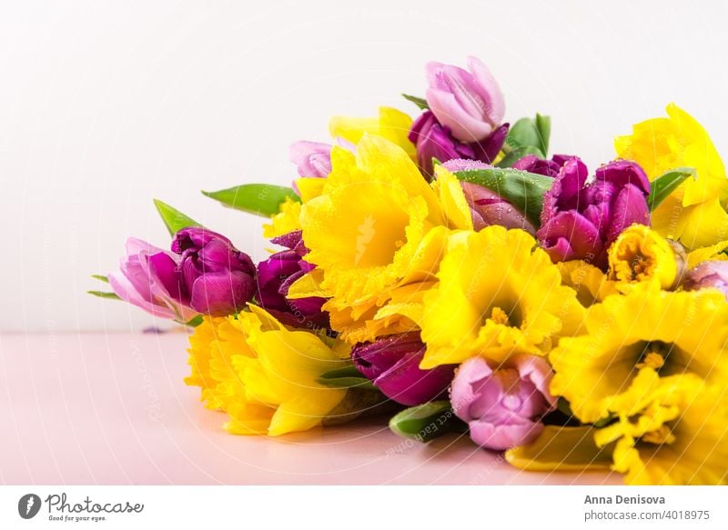 Schöne Bunch von Tulpen und gelben Narzissen auf dem rosa Backg Tag Haufen Blume Blumenstrauß purpur Pfingstrose Natur Frühling grün Muttertag 8. März schön