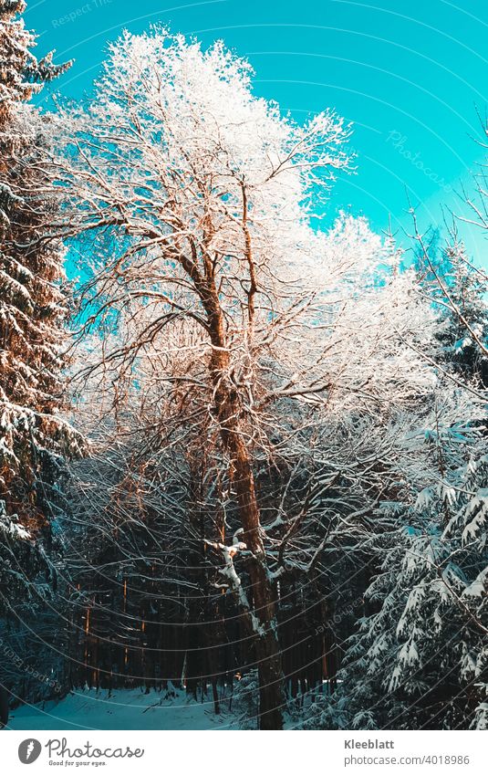 Vereister Baum im Wald bei strahlendem Sonnenschein - Winteridylle - geeister Baum geiste Bäume Schnee Frost Eis kalt Natur weiß Außenaufnahme Menschenleer Tag