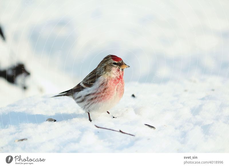 Acanthis flammea oder Birkenzeisig oder Leinfink. Ein kleines Birkenzeisig mit rosa Gefieder sitzt an einem sonnigen Wintertag auf dem blauen Schnee. Tier Vogel