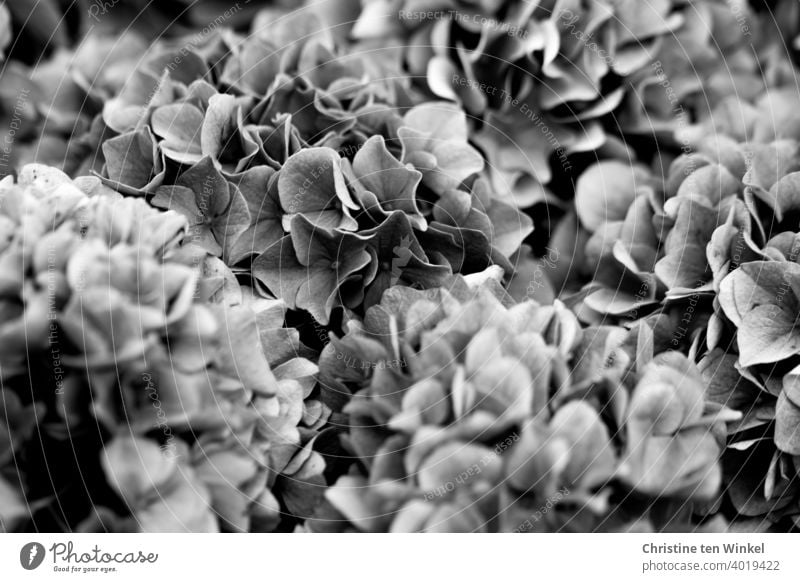 Hortensienblüten in schwarz - weiß Blüten Hortensienliebe Schönheit in der Natur Hintergrundbild bezaubernd schön Lieblingsblume Außenaufnahme