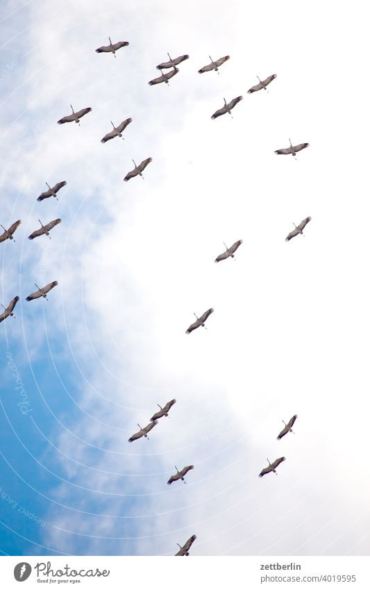 Kraniche fliegen formation frühling frühlingsboten himmel kranich saison schoof schwarm vogel vogelschwarm wolke zugvogel himmel wolke flugbild natur tier