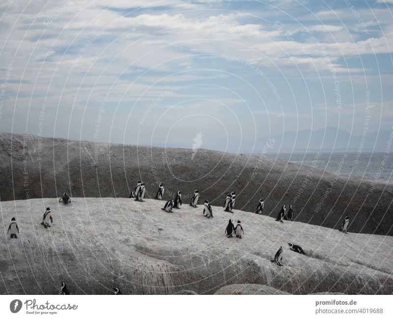 Gruppe von Pinguinen nahe Kapstadt in Südafrika. Foto: Alexander Hauk pinguine tier tiere südafrika brillenpinguin himmel wolken außenaufnahme querformat felsen