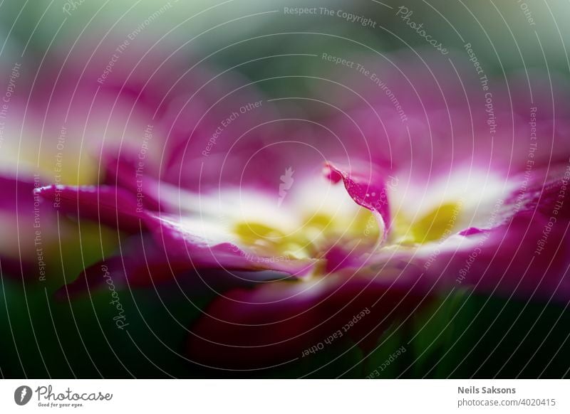 Primrose Primula mit lila roten Blüten. Inspirierende natürlichen floralen Frühling oder Sommer blühenden Garten oder Park unter weichen Sonnenlicht und unscharfen Bokeh Hintergrund. Bunte blühende Ökologie Natur Landschaft