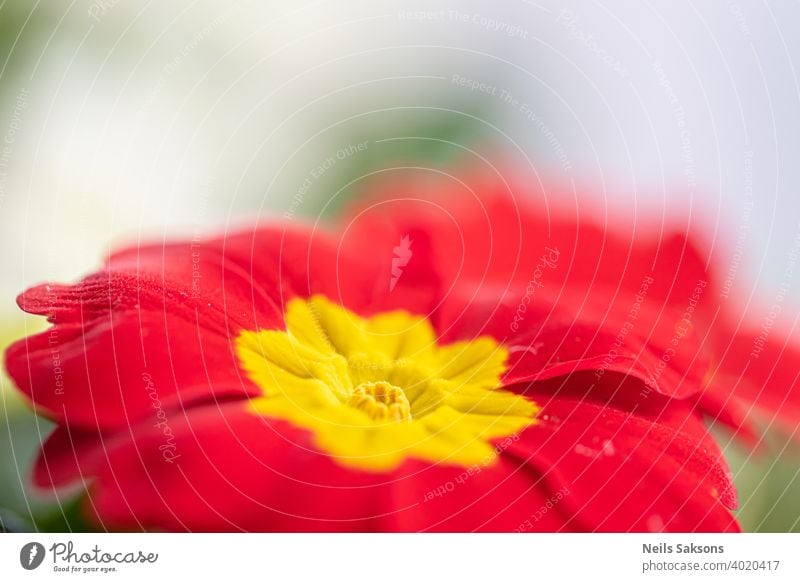 Nahaufnahme von blühenden Schlüsselblumen (Primula vulgaris) Blume rot Natur Blumen gelb Garten Frühling grün Pflanze orange Flora Sommer Blütezeit Schönheit