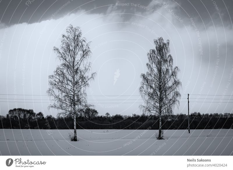 zwei Birken und Stromleitung, große weiße Wolke im Hintergrund, nördliche Winterlandschaft in Lettland Schnee Landschaft Natur Wald Himmel Bäume Wasser Baum