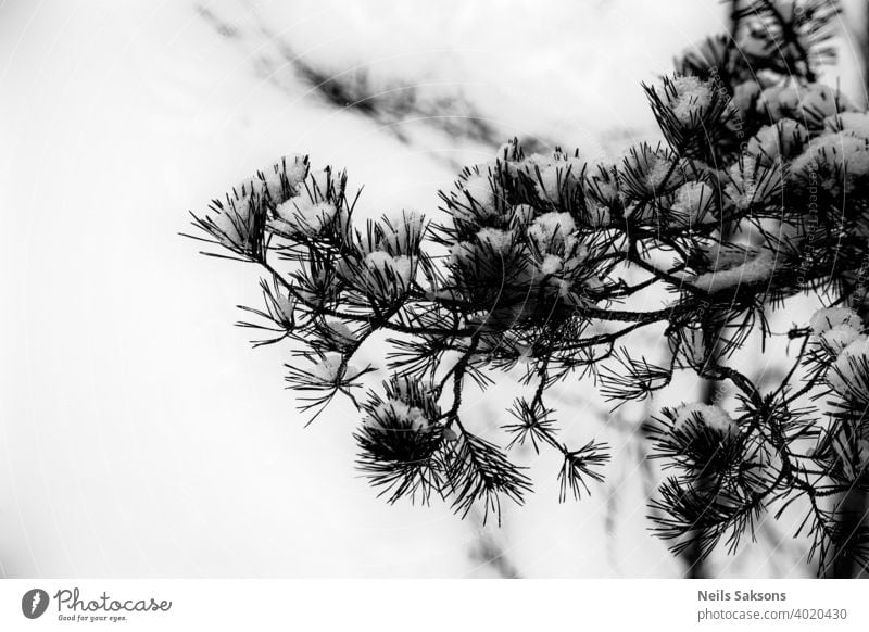 Schneebedeckter Tannenzweig, weißer natürlicher Hintergrund Baum Winter Kiefer Ast Weihnachten Natur Frost Wald kalt grün Immergrün Fichte Saison Nadel Eis