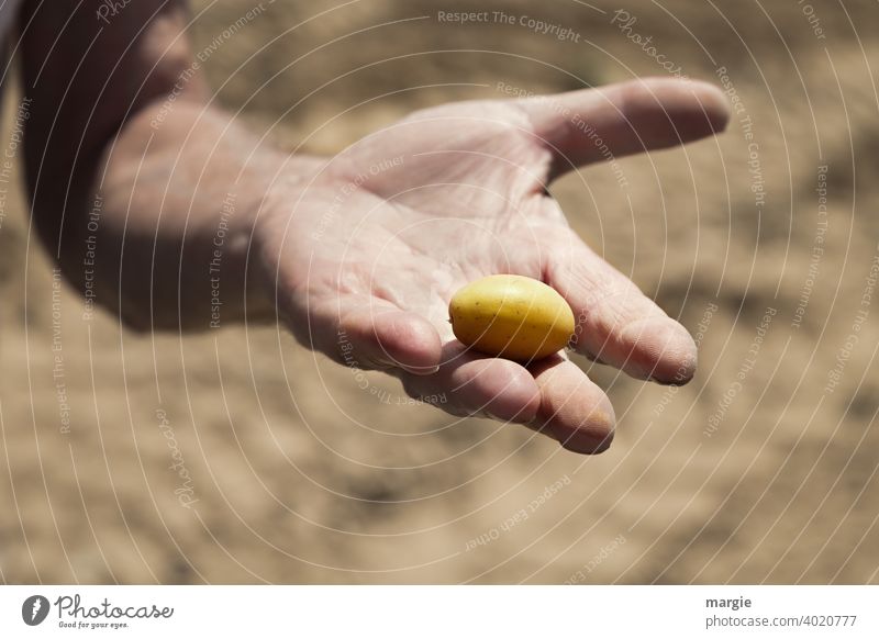 Eine große Hand zeigt eine kleine Kartoffel über einem unscharfen Kartoffelacker Finger Mensch Mann Ackerbau Außenaufnahme Landwirtschaft Ernte frisch Gemüse