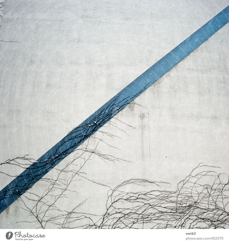 Bruttosozialprodukt Pflanze Ranke Mauer Wand Fassade Wachstum dünn einfach fest lang blau grau weiß Linie diagonal Kletterpflanzen festhalten Oberfläche Farbe