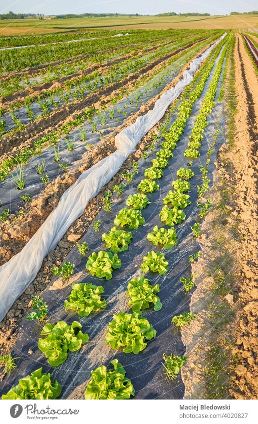 Bio-Gemüsefeld mit Salatbeeten, bedeckt mit Plastikmulch bei Sonnenuntergang. organisch Feld Öko Kunststoff Ackerbau Bauernhof Lebensmittel Mulch Folie