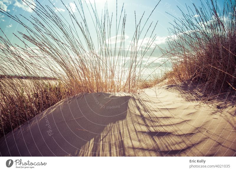 Kleine Sanddüne, bedeckt von Busch am Strand von Agde, Frankreich Stranddüne Badeurlaub Sandstrand Ferien & Urlaub & Reisen Farbfoto Sommer Sommerurlaub Natur