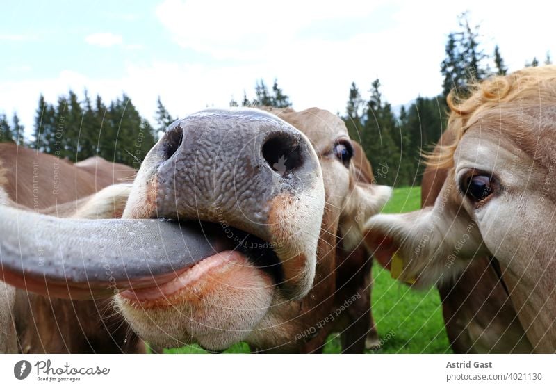 Eine neugierige junge Kuh streckt ihre Zunge heraus kuh braunvieh rind kühe rinder milchkuh kopf augen maul zunge rausstrecken nase nüstern lustig witzig spaßig